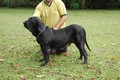 Matriz - Fila Brasileiro Preto - Canil Singular - Camila Pitanga